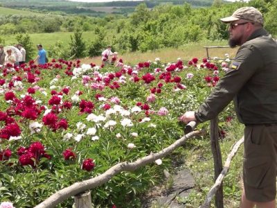 півонії у Мельника