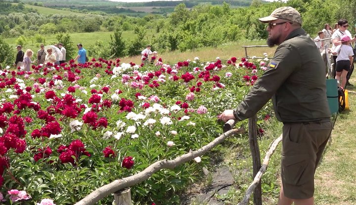 півонії у Мельника