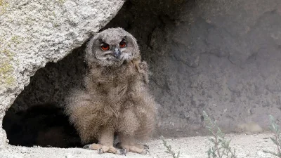 пташеня