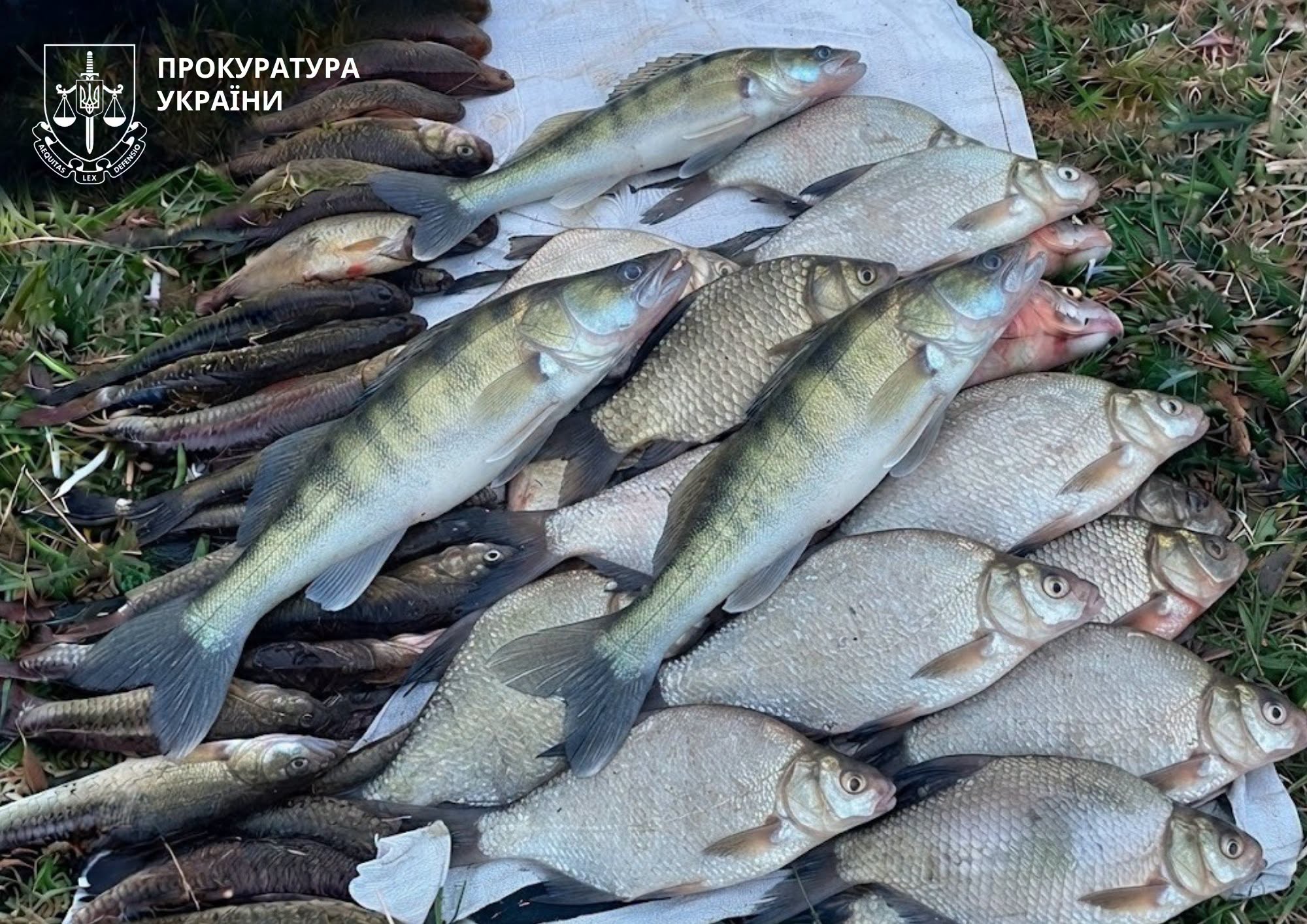 улов риби