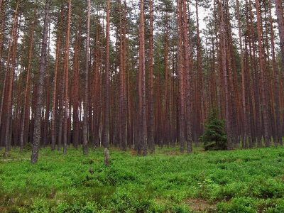 Сосновий ліс