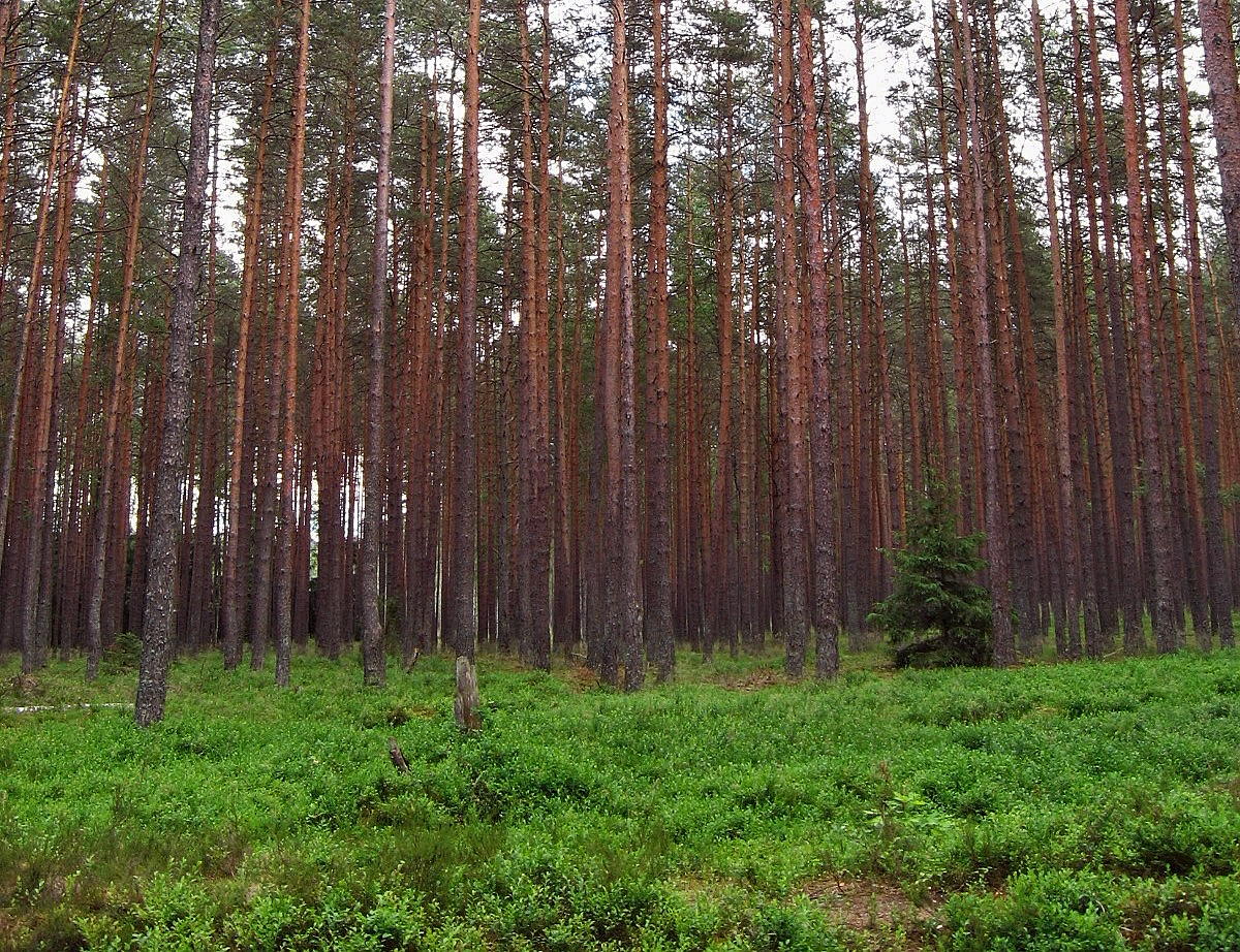 Сосновий ліс