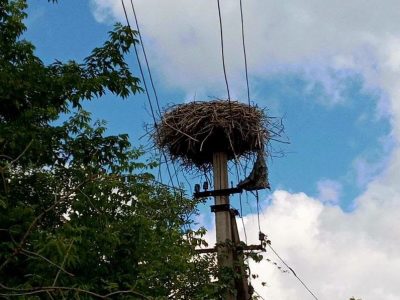 Скільки лелек на Черкащині
