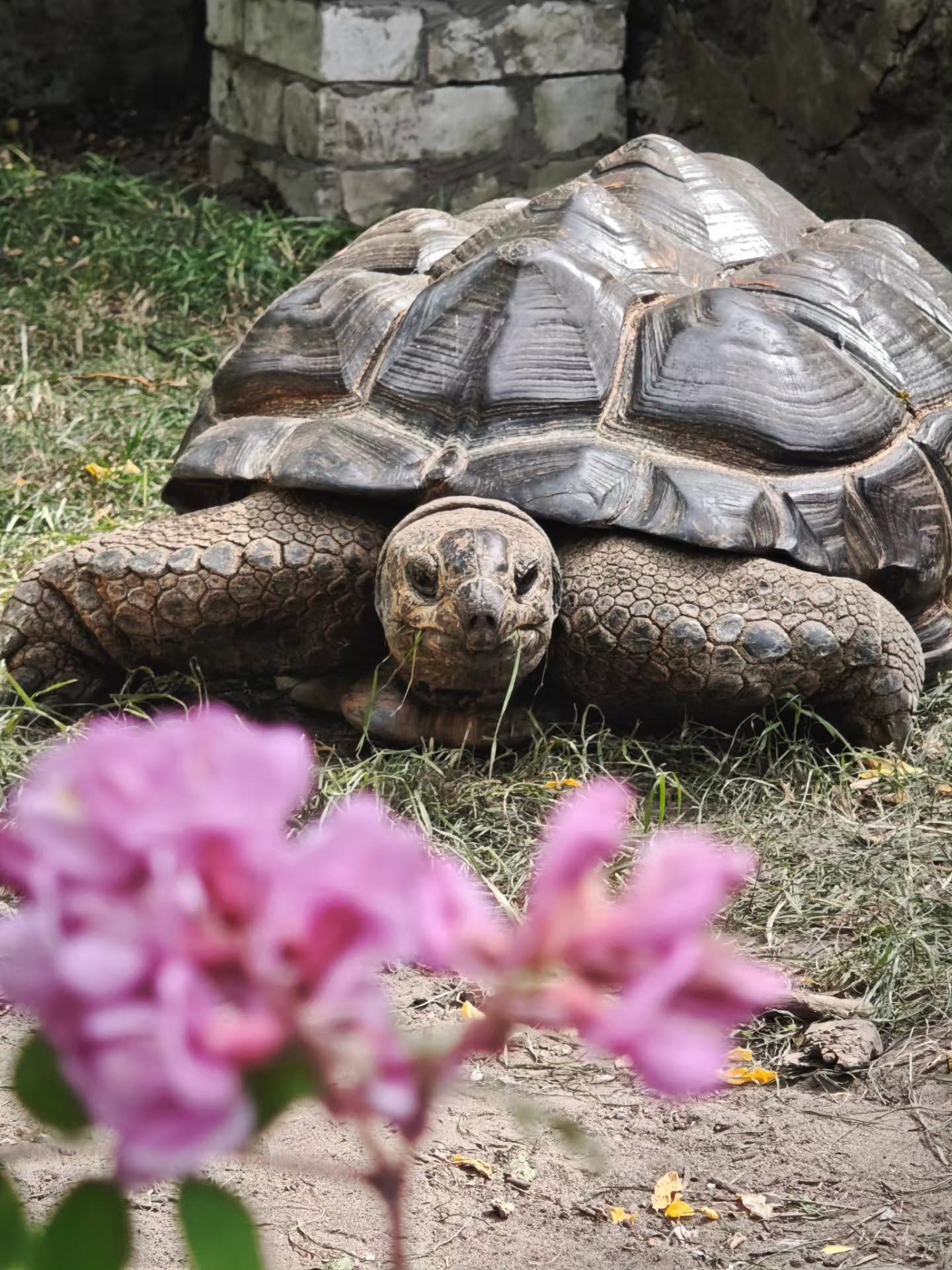 У Черкаси прибула пара гігантських черепах (ФОТО, ВІДЕО)