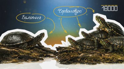 Маленька — мила, доросла — проблема: черкащанам пояснили, чому черепах не можна випускати у річку