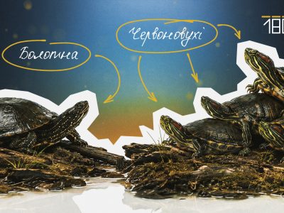 Черепаха болотна та черепаха красновуха