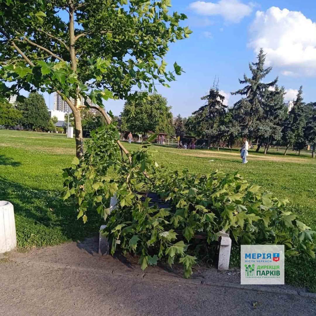 дерево зламане у Черкасах