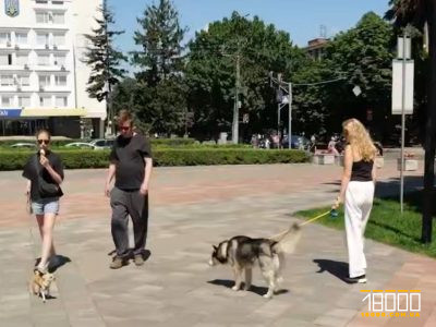 вигул собаки