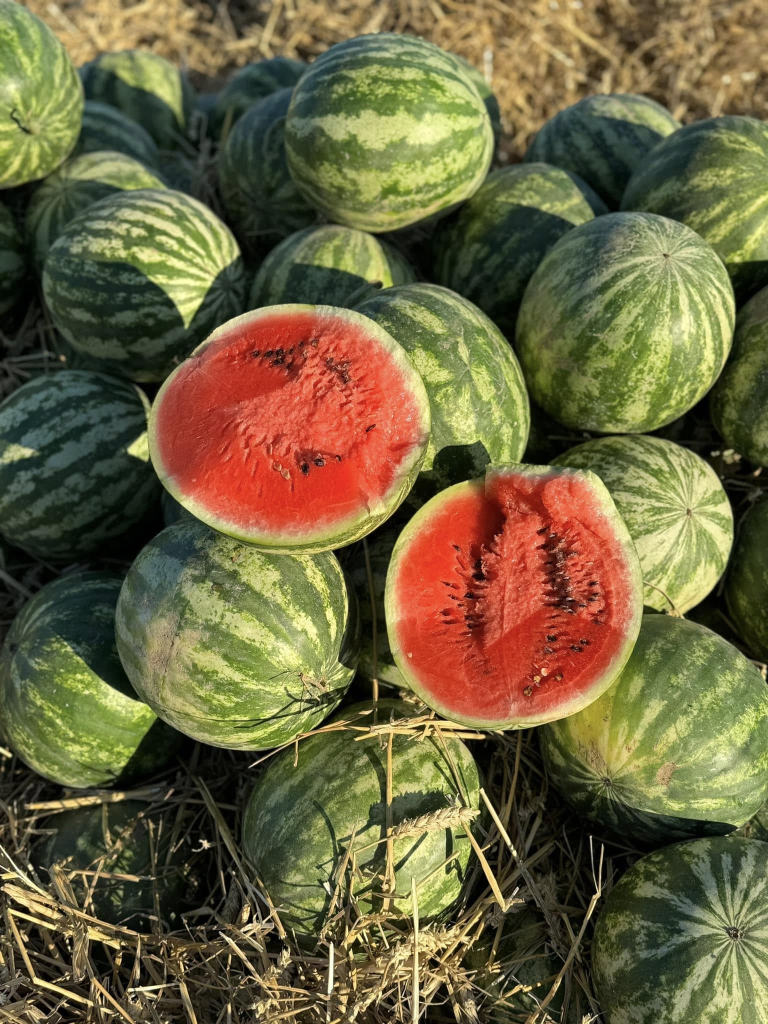 кавун із Кам'янки