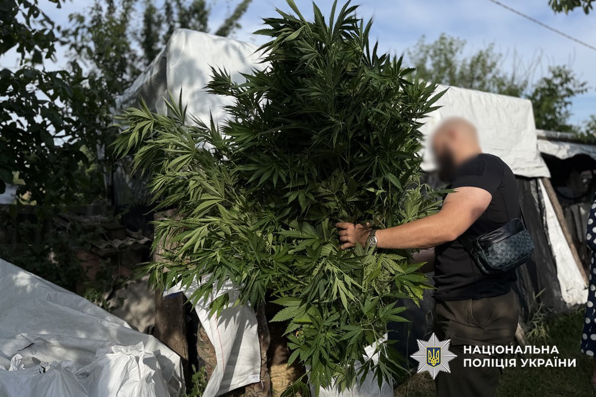 поліцейський із коноплею