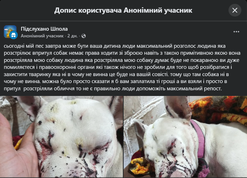 Допис про постраждалого пса в Шполі