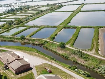 ДП «Іркліївський розплідник рослиноїдних риб»