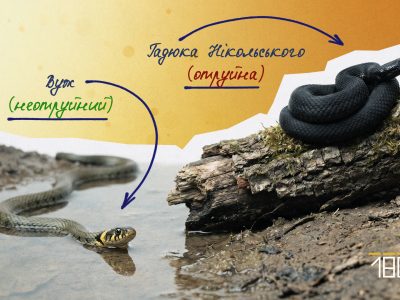 Змії Черкащини: як відрізнити вужа від гадюки