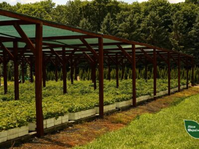 У Черкасах відкриють новий майданчик із продажу декоративних рослин
