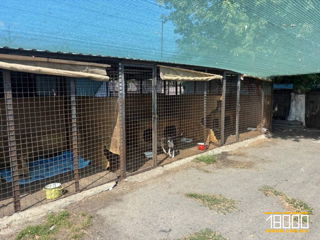 клітки у притулку