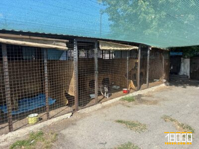 клітки у притулку