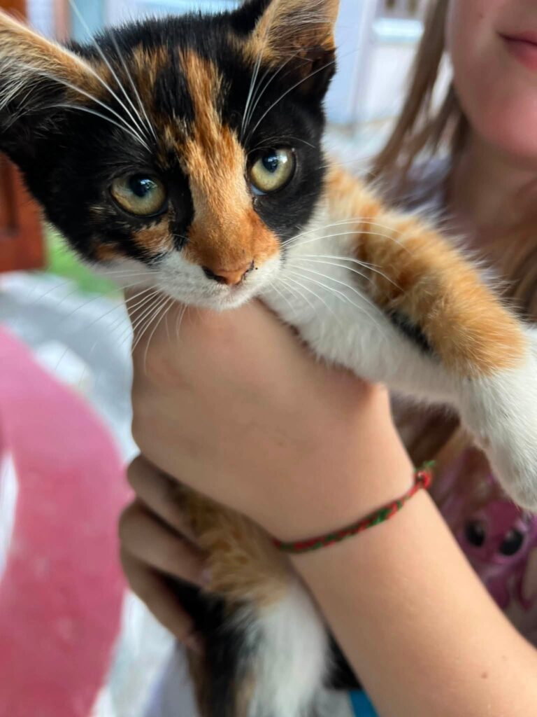 кошеня