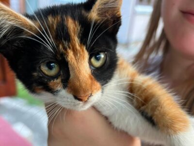 кошеня