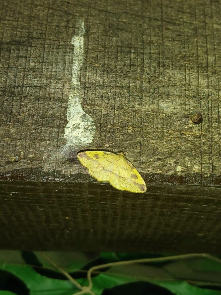Heterolocha laminaria