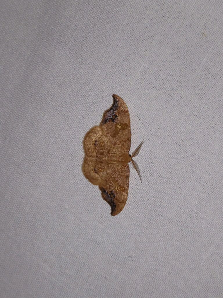 Sabra harpagula