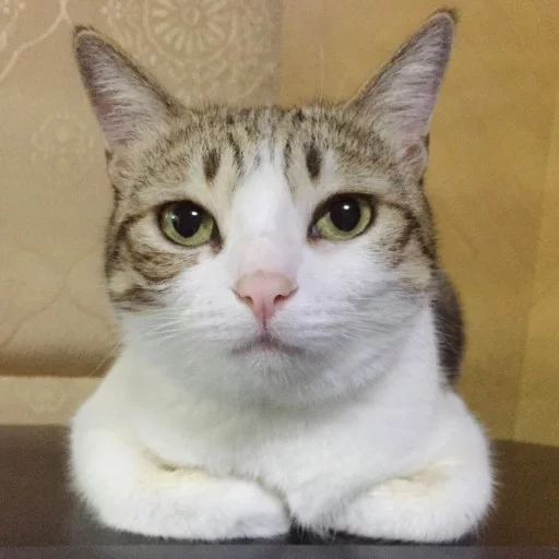 Стикер кіт