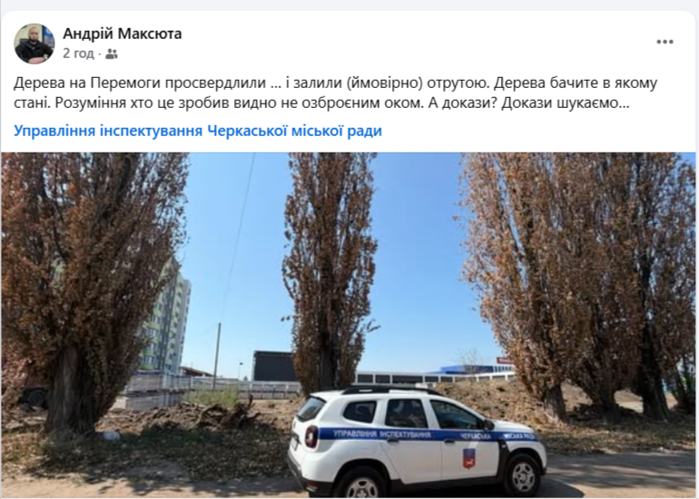 Щонайменше 6 тополь всохли на проспекті у Черкасах (ФОТО, ВІДЕО)