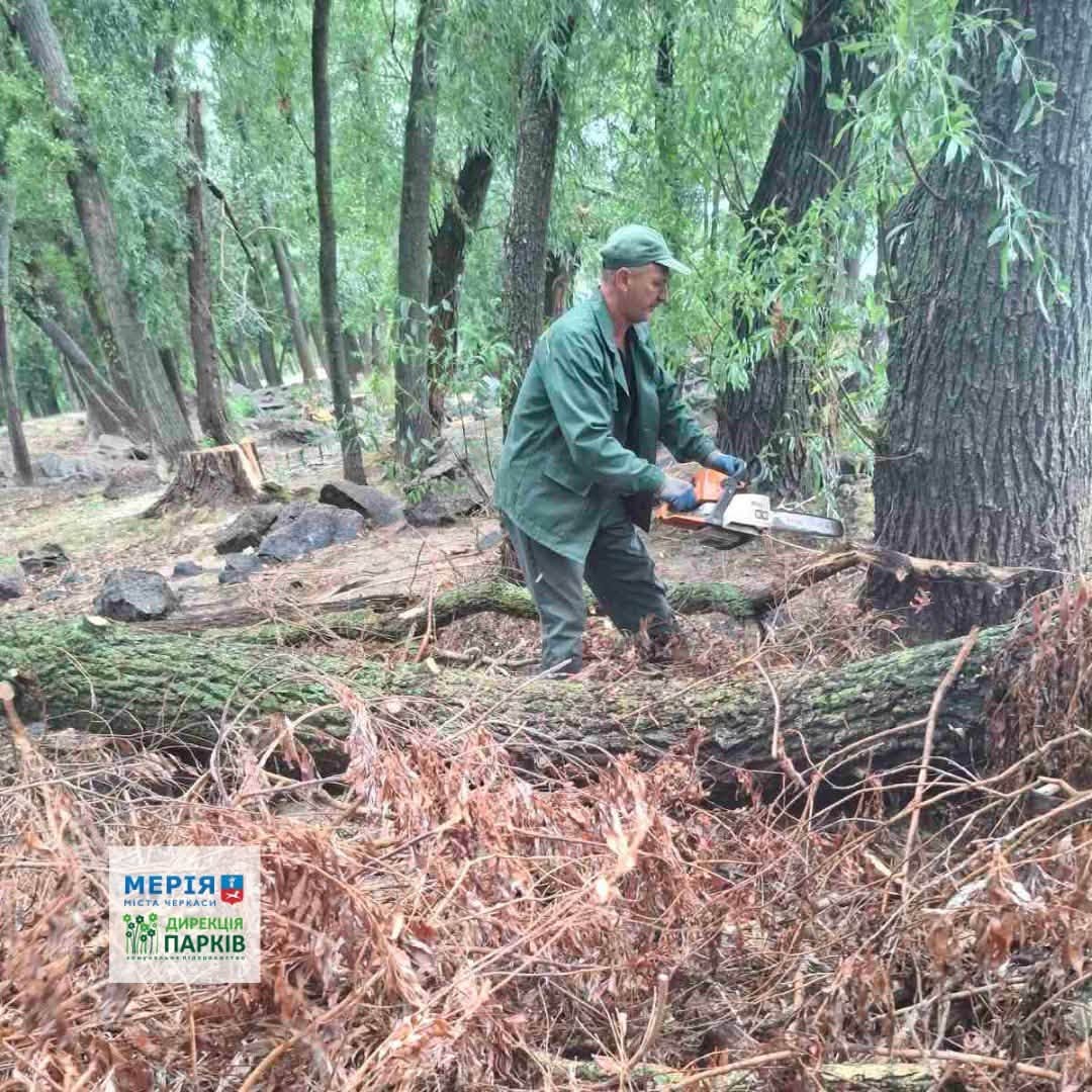 впало дерево
