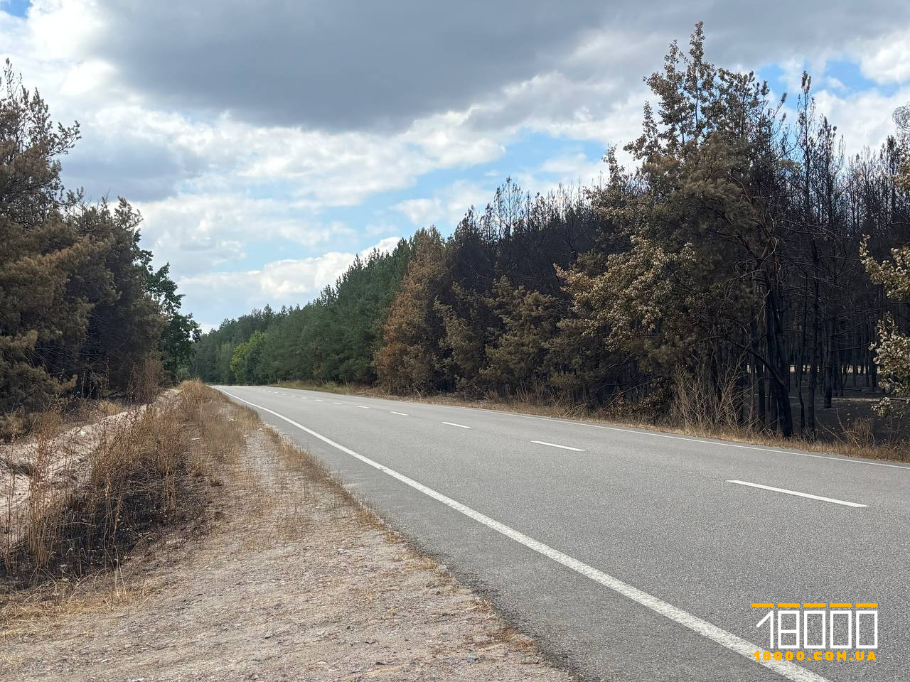 Дорога в лісі