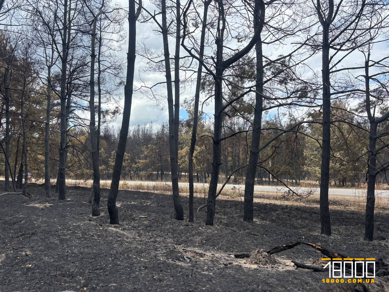 Обвуглені дерева в лісі
