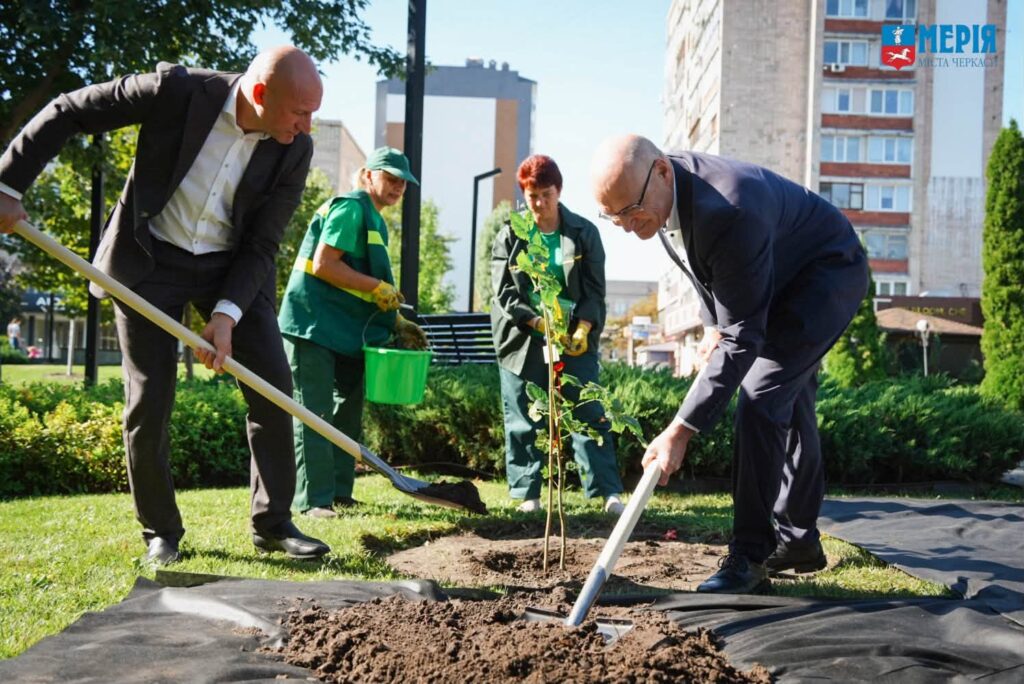 садять липу