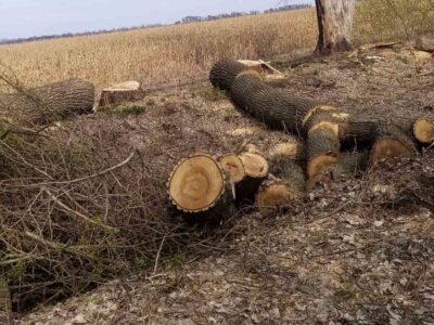 дерева на Уманщині
