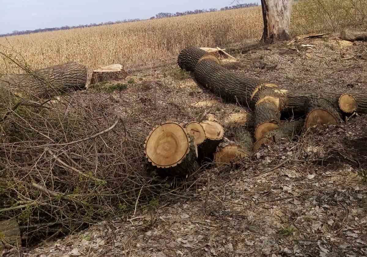 дерева на Уманщині