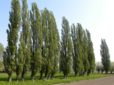 Тополі зрізали біля 5 поліклініки в Черкасах