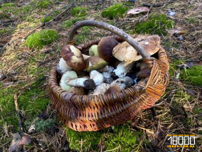 білі гриби Черкащина