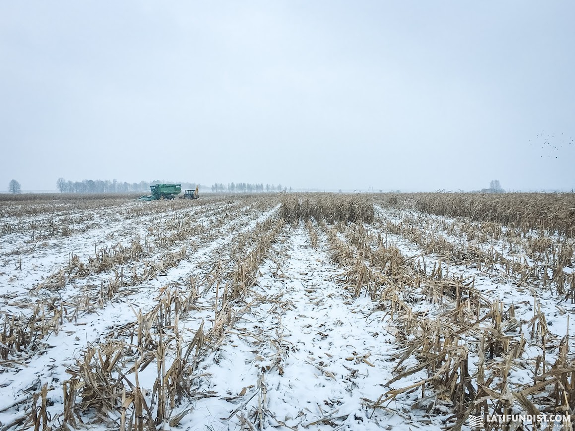 зьирання кукурудси
